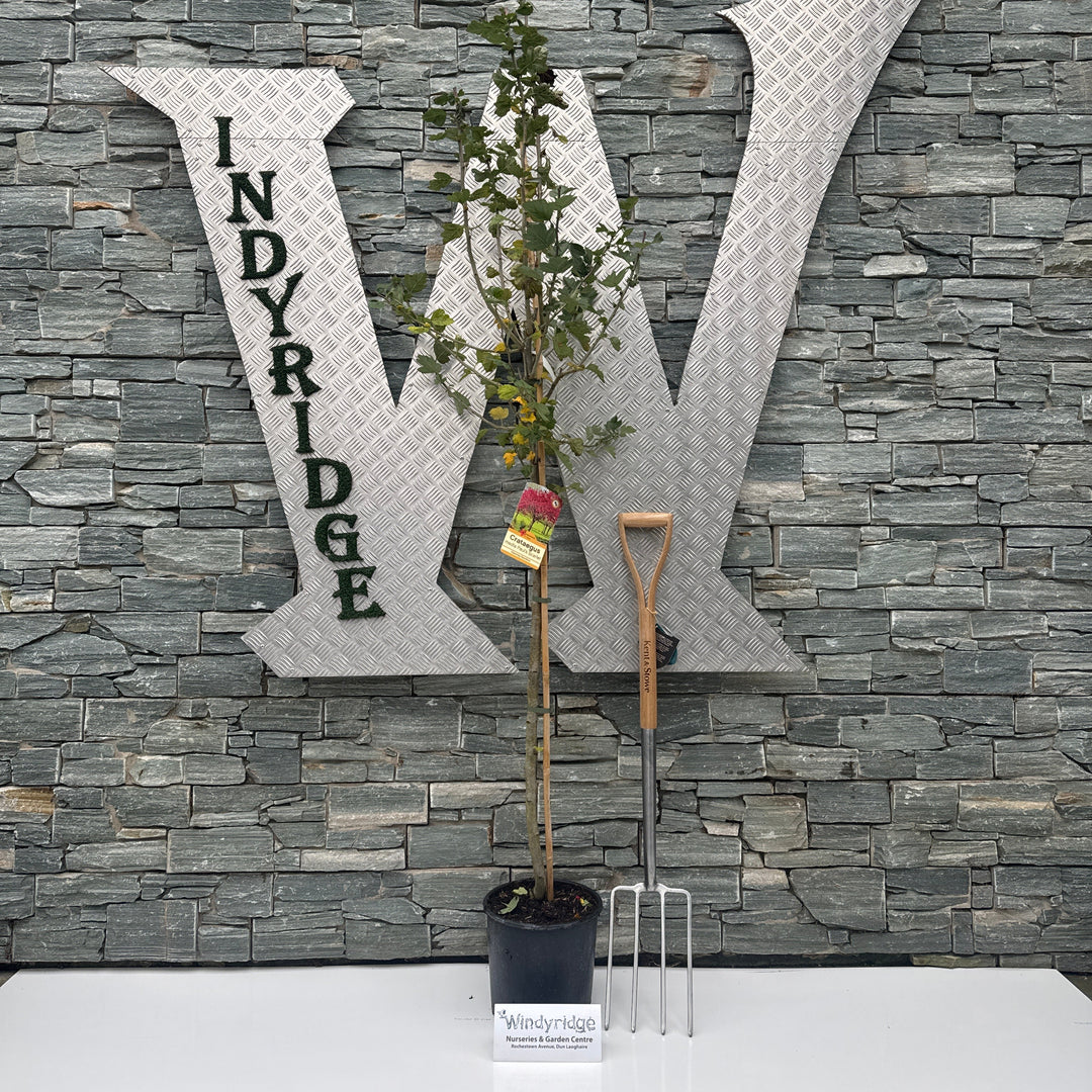 Crataegus Pauls Scarlet