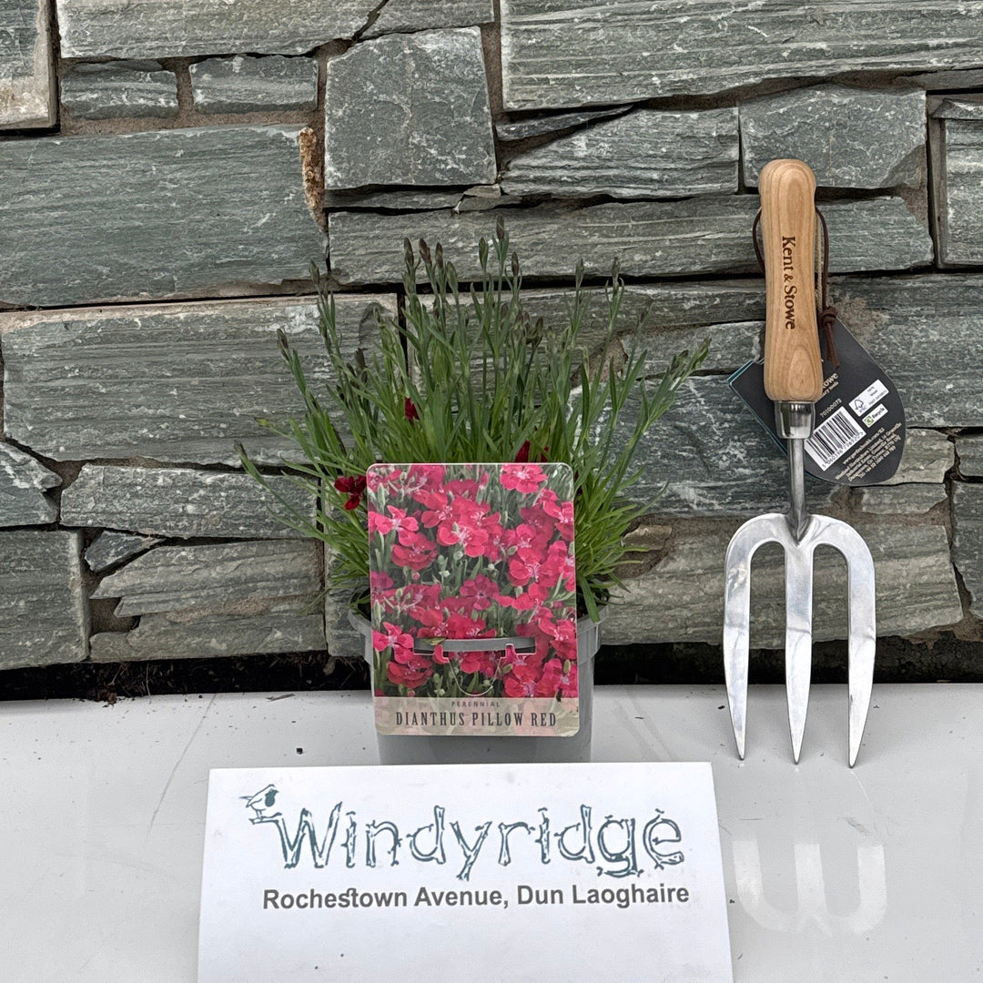 Dianthus Pillow Red - Herbaceous - Windyridge Garden Centre