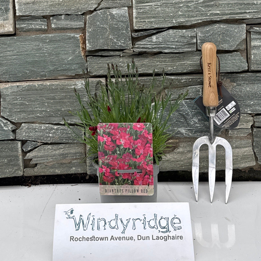 Dianthus Pillow Red - Herbaceous - Windyridge Garden Centre