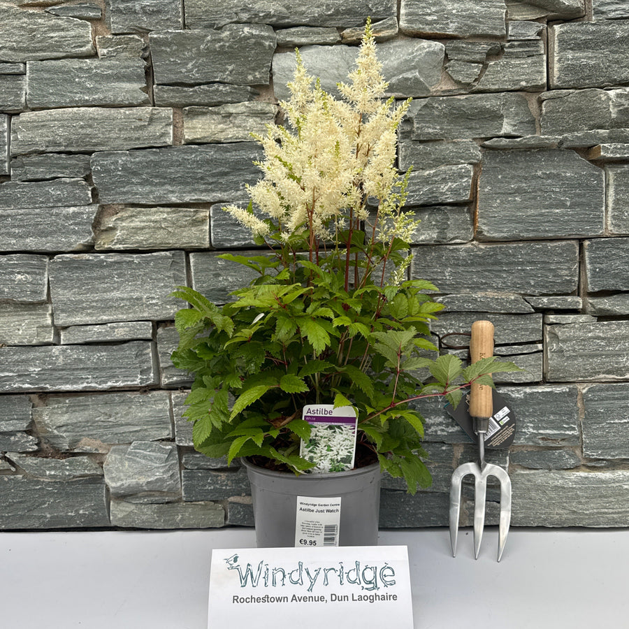 Astilbe Just Watch - Herbaceous - Windyridge Garden Centre