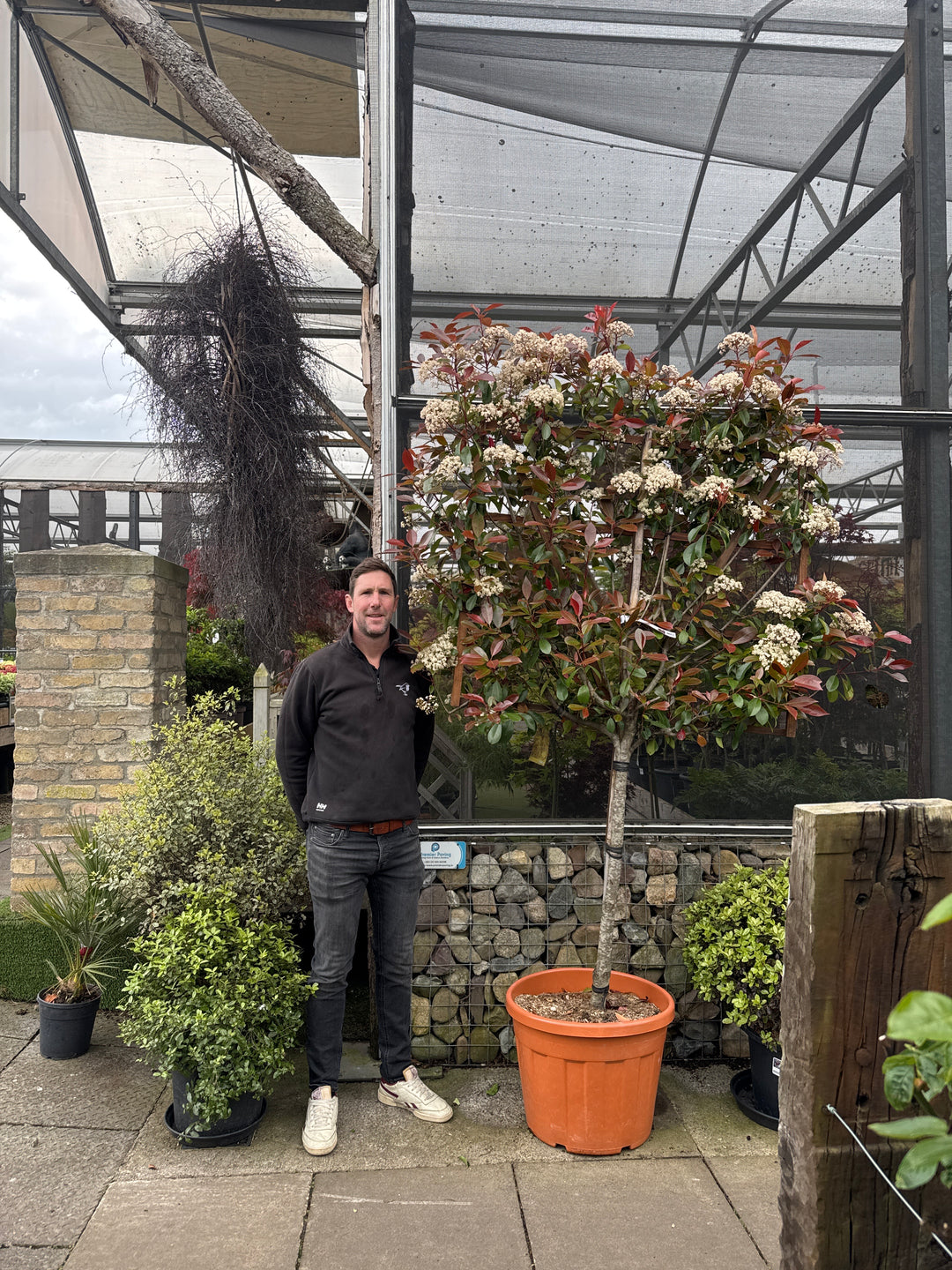 PHOTINIA SERR. RED ROBIN CLT 55   CIRC. TR. 11 - 13  CM  1/2 STD SPALL. LEGNO SU STELO 100 X 120 CM