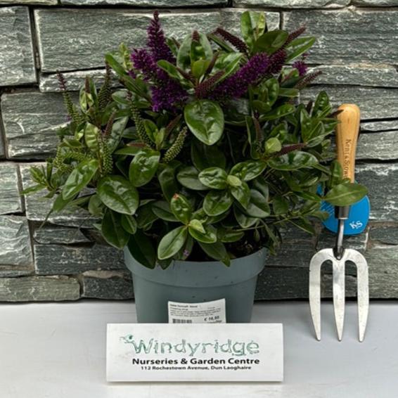HebeDonna Alexa  3 Ltr pot