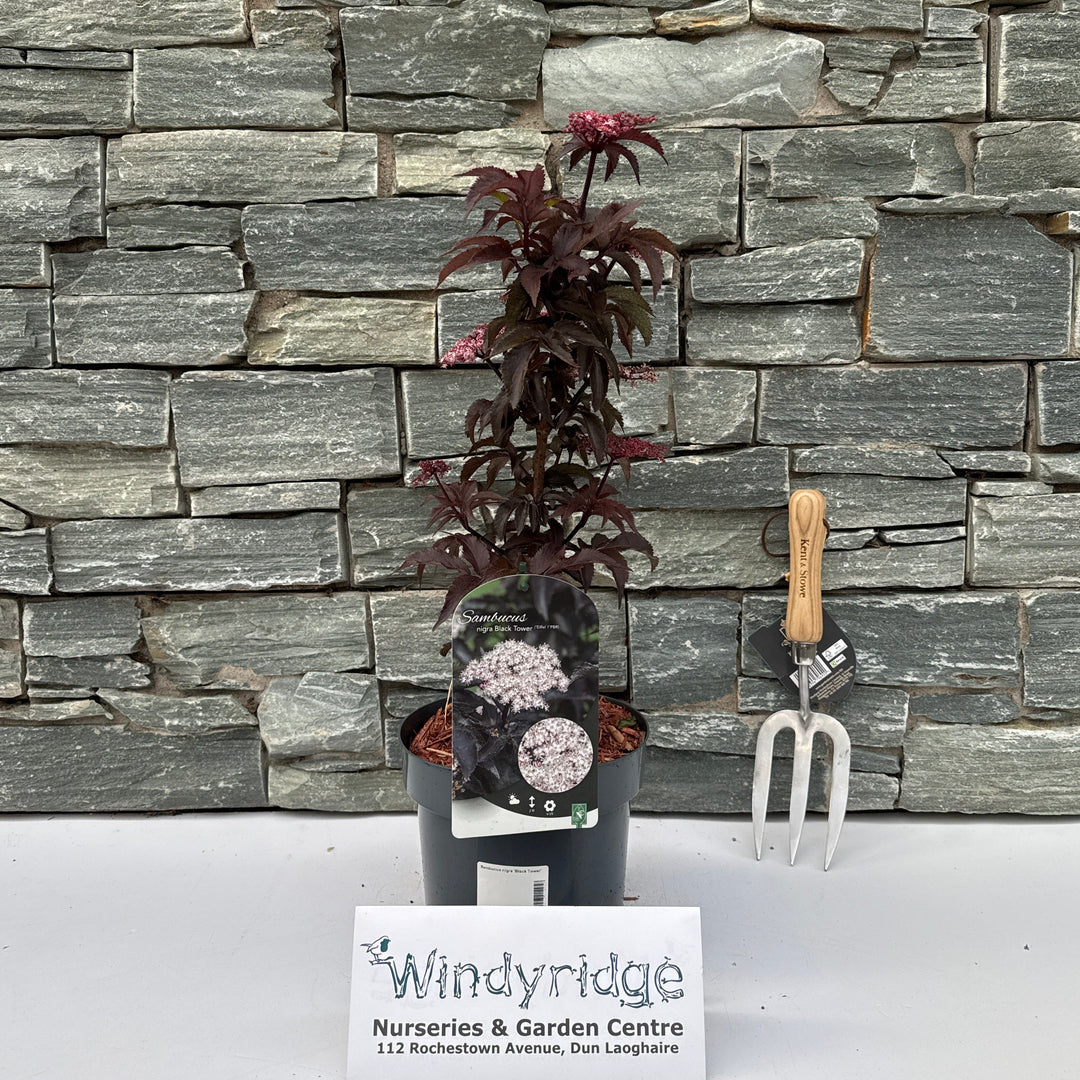Sambucus nigra 'Black Tower' C3