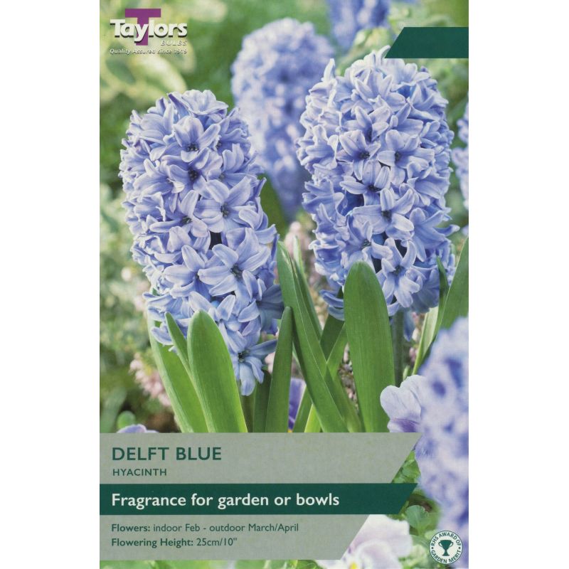GARDEN HYACINTH DELFT BLUE
