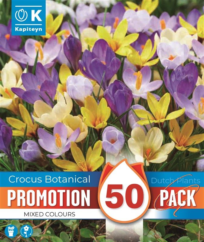 PROMO CROCUS SPECIE MIXED COLOURS X 50