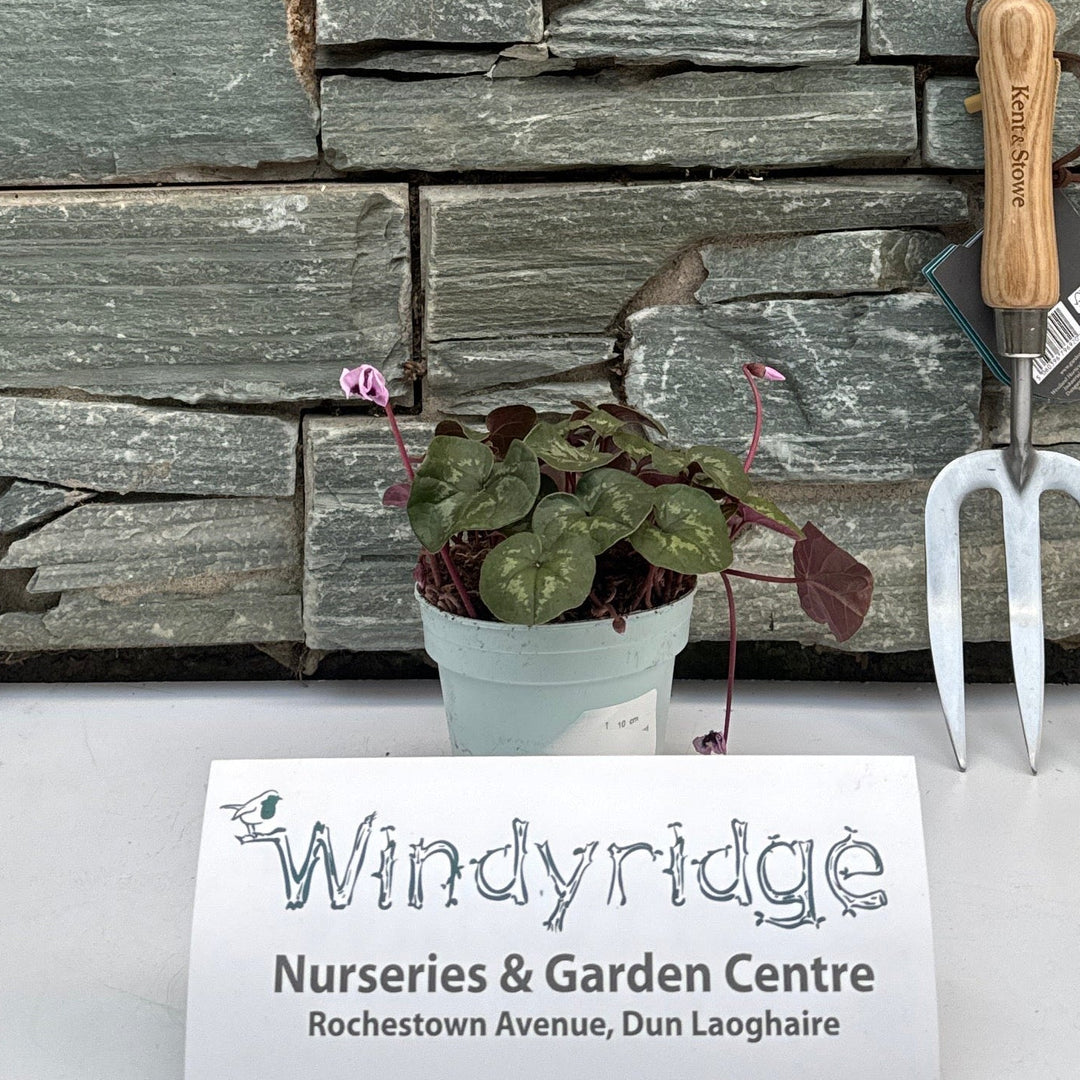 Cyclamen coum mix  P10.5