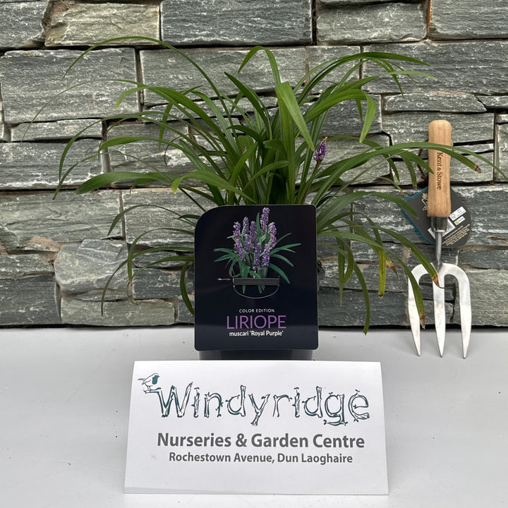 Liriope musc. Royal Purple  2L square pot
