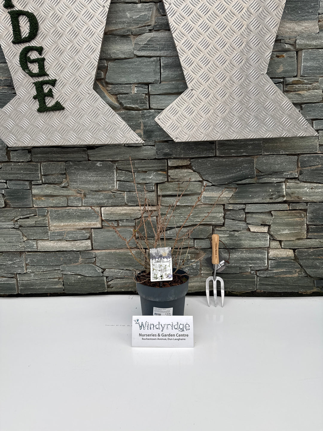 Prunus nipponica Brillant  4.5 Ltr pot