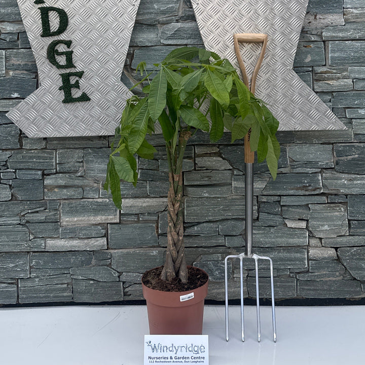 Pachira aquatica P24, braided stem - Indoor Plants - Windyridge Garden Centre