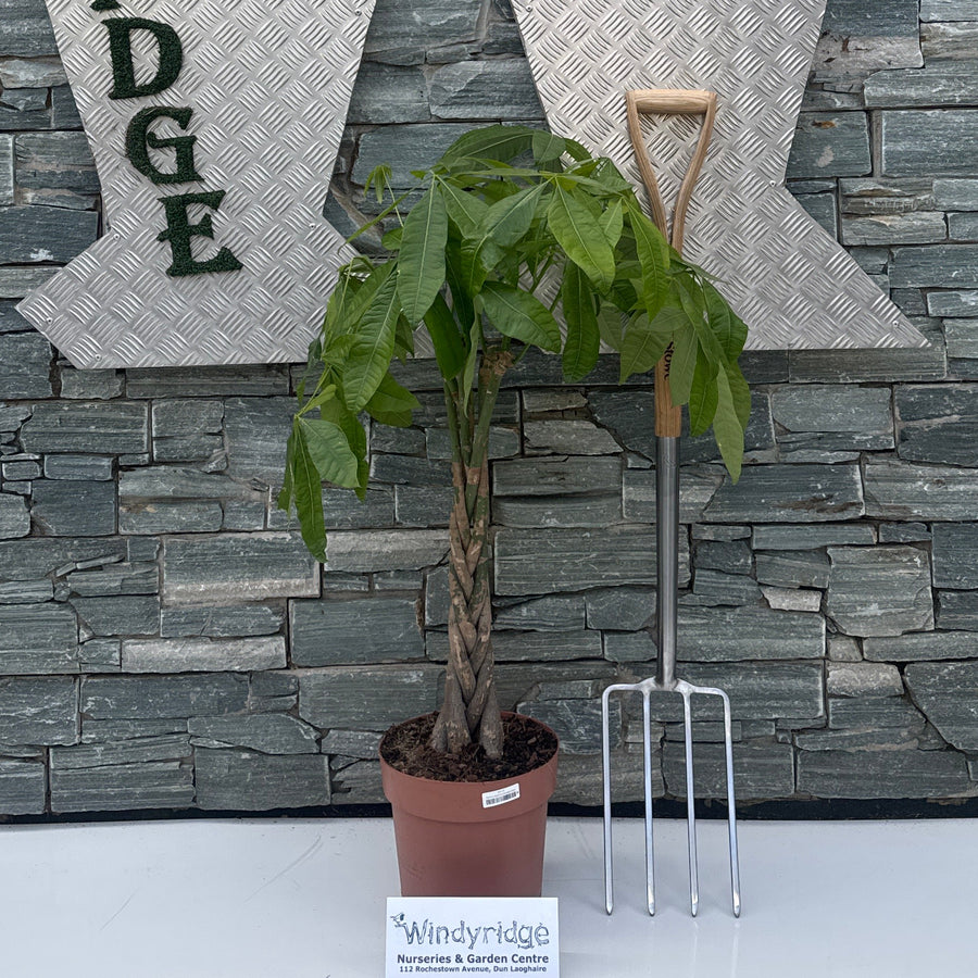 Pachira aquatica P24, braided stem - Indoor Plants - Windyridge Garden Centre