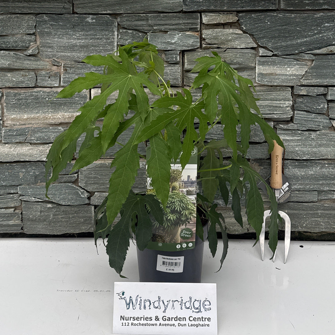 Fatsia Needhams Lace' P19