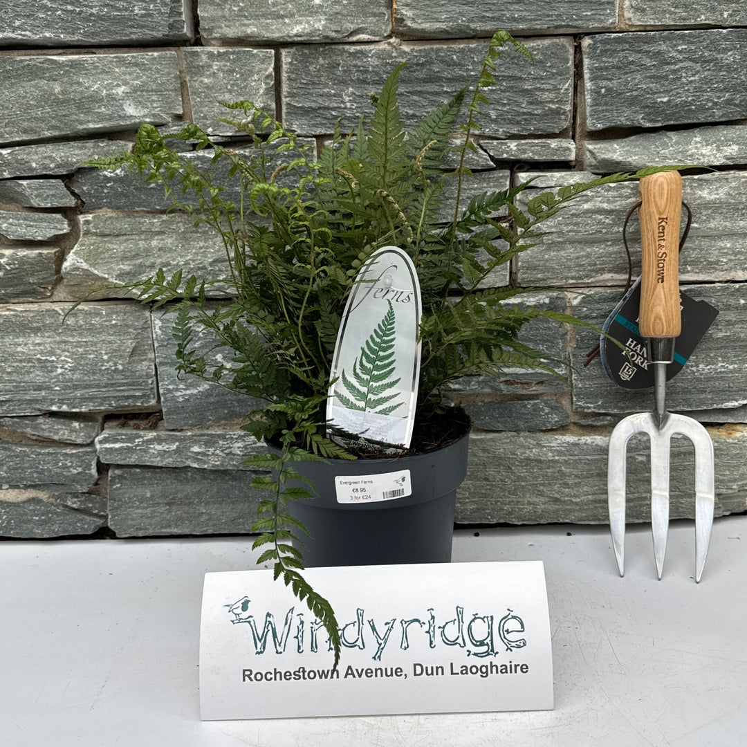 Evergreen Ferns