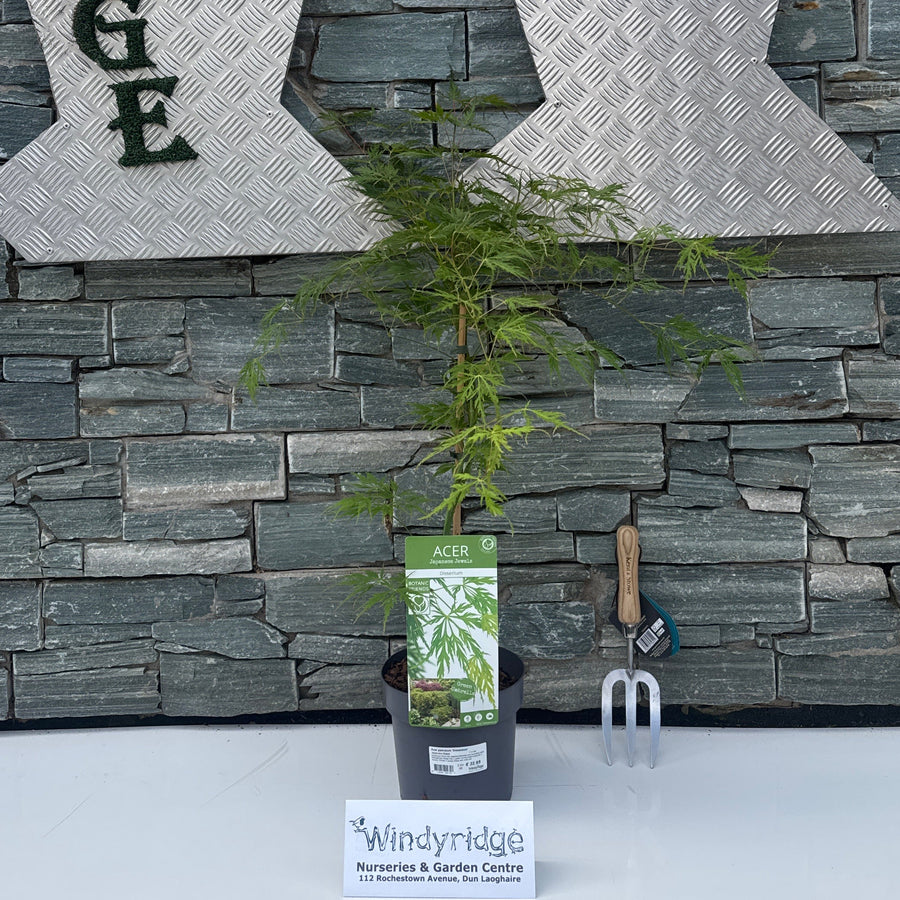 Acer palmatum 'Dissectum' 3L - Trees - Windyridge Garden Centre
