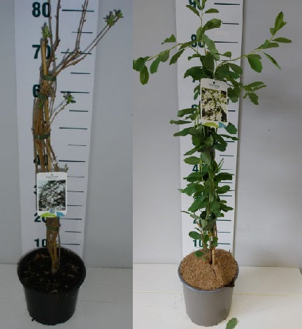 Exochorda-macrantha-The-Bride-Potted