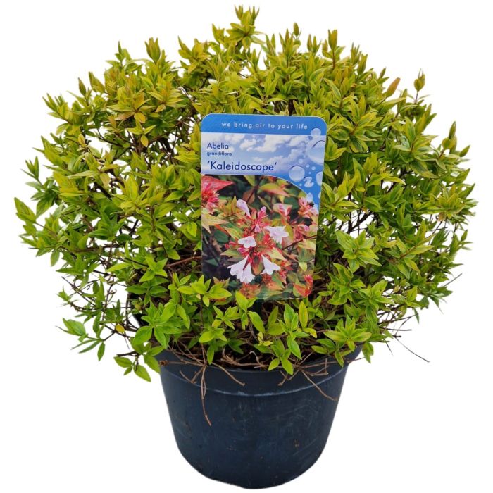 Abelia Grand. Happy Daydream  2 Ltr Pot - Herbaceous - Windyridge Garden Centre