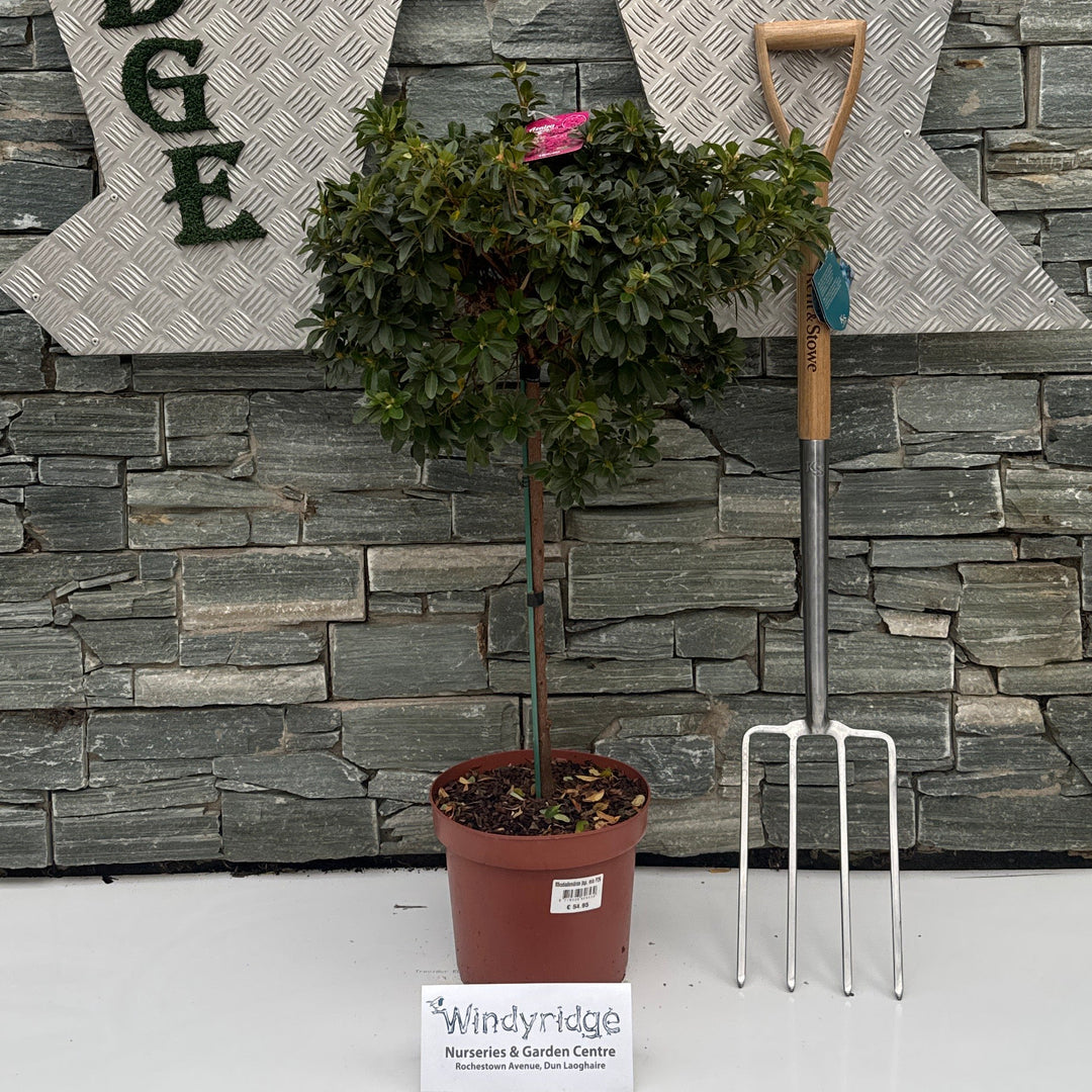 Rhododendron jap. Mix 50/STD P26