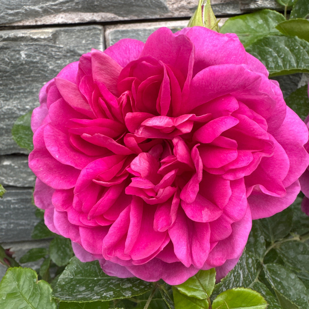 Rosa Princess Anne