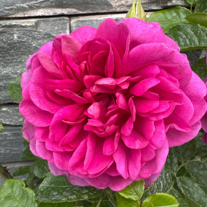 Rosa Princess Anne