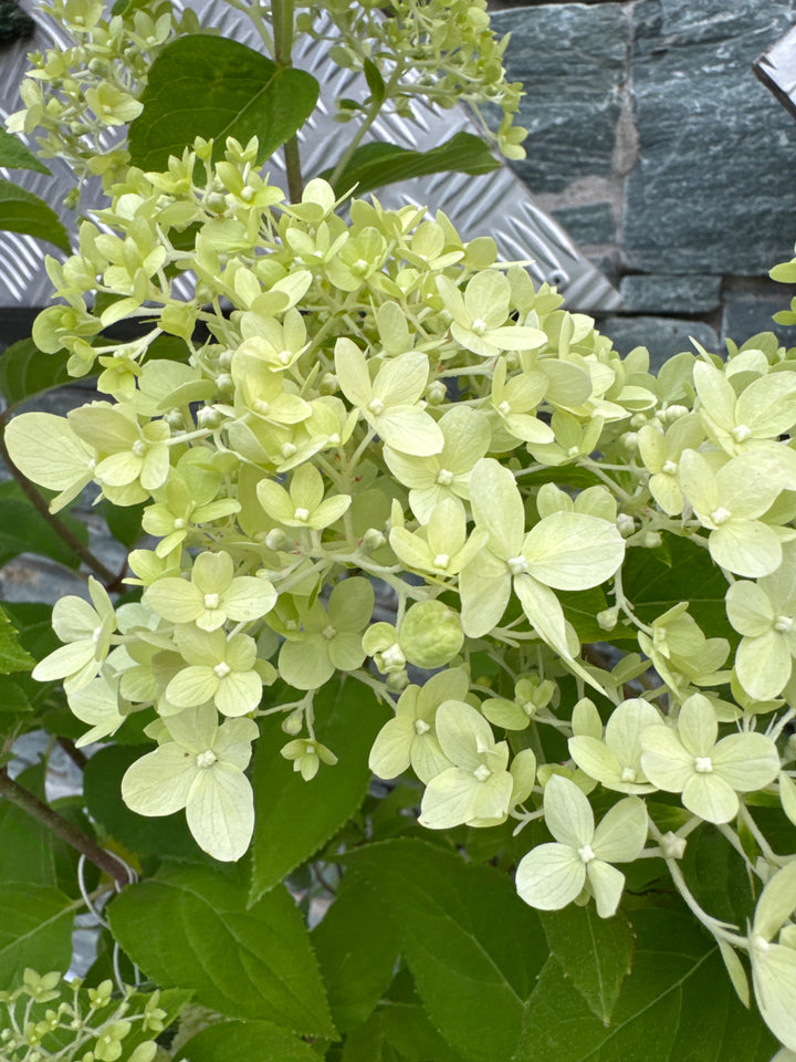 HYDRANGEA pan. Limelight