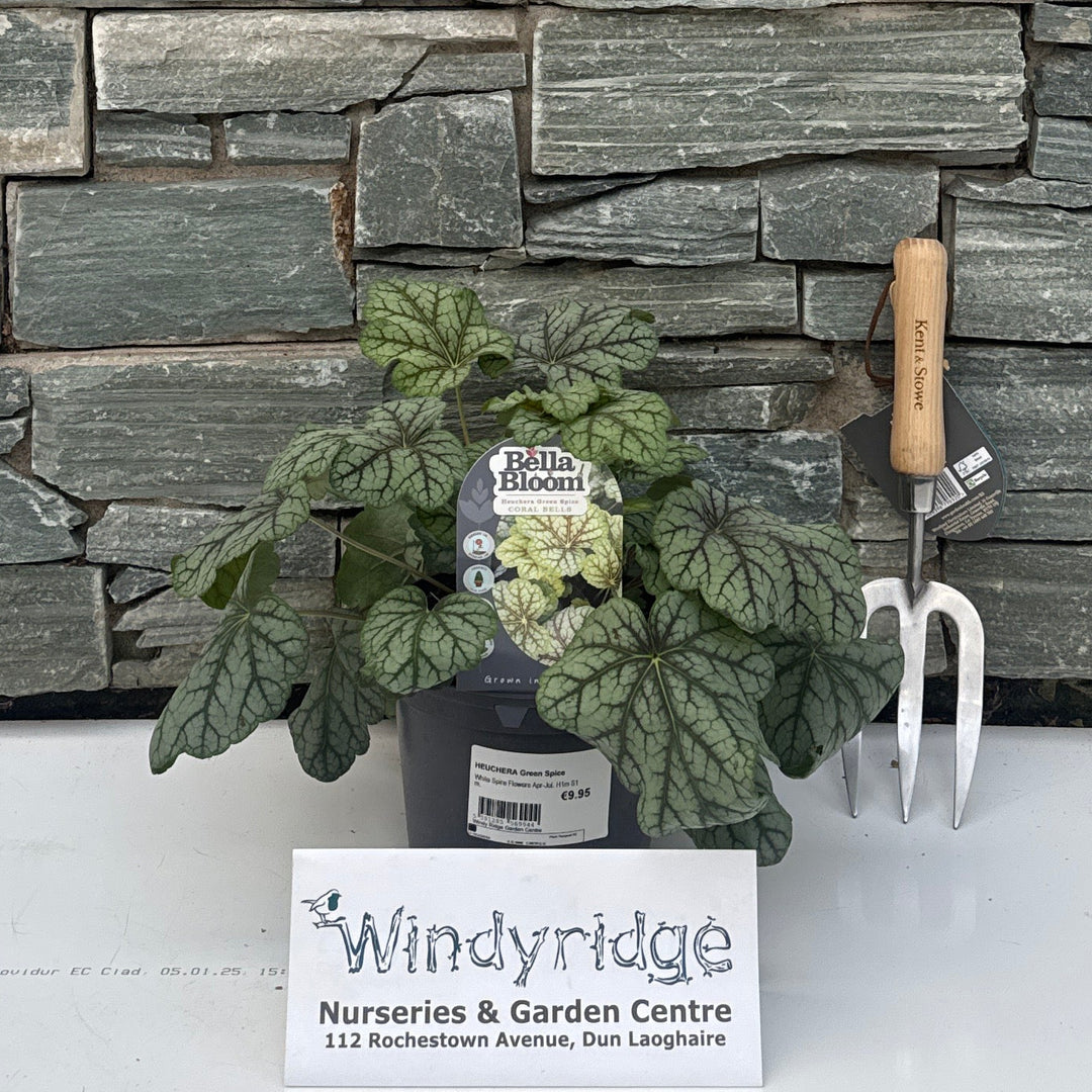 HEUCHERA Green Spice