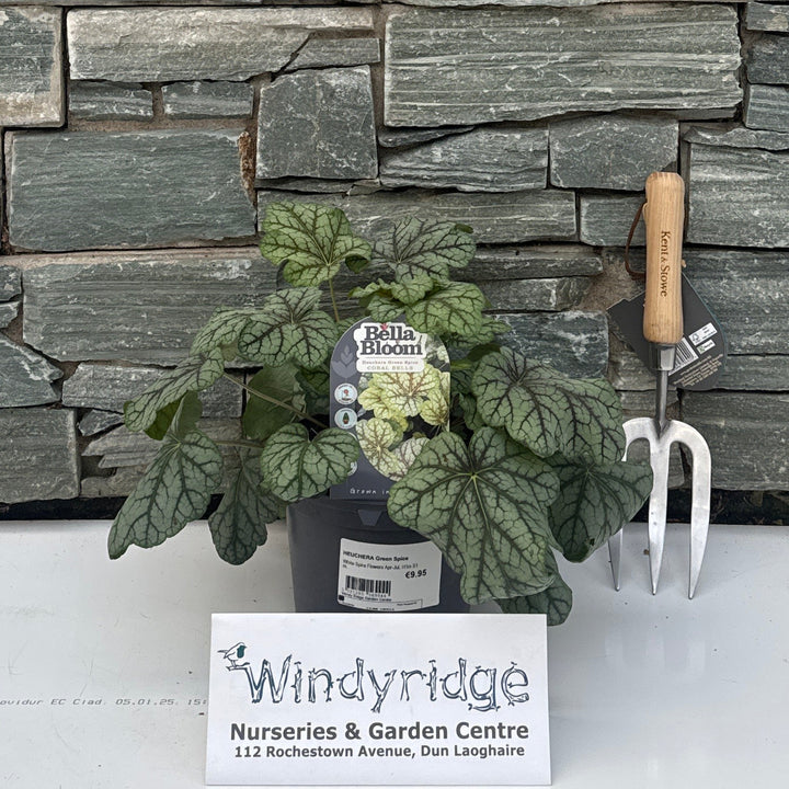 HEUCHERA Green Spice