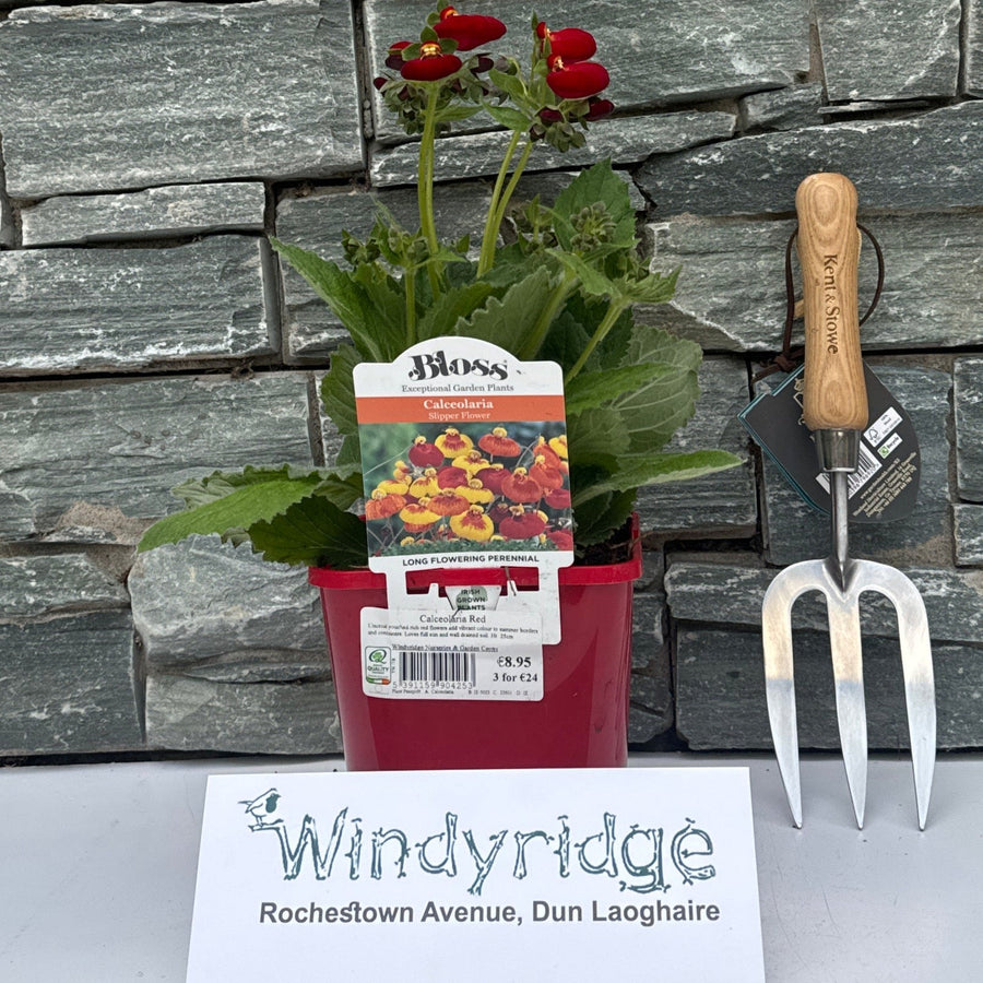 Calceolaria Red 2L - Herbaceous - Windyridge Garden Centre