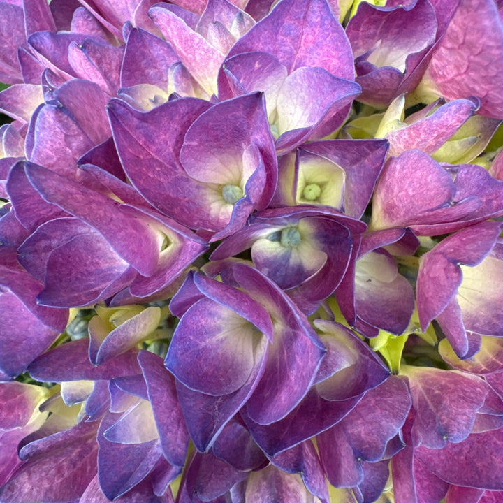 HYDRANGEA M. AMOR