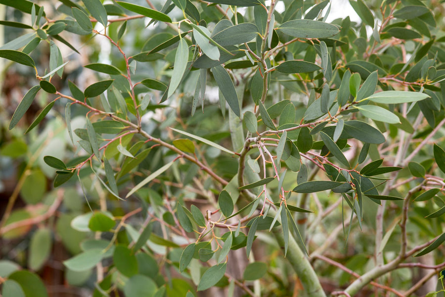 Eucalyptus-parvifolia-Leaf