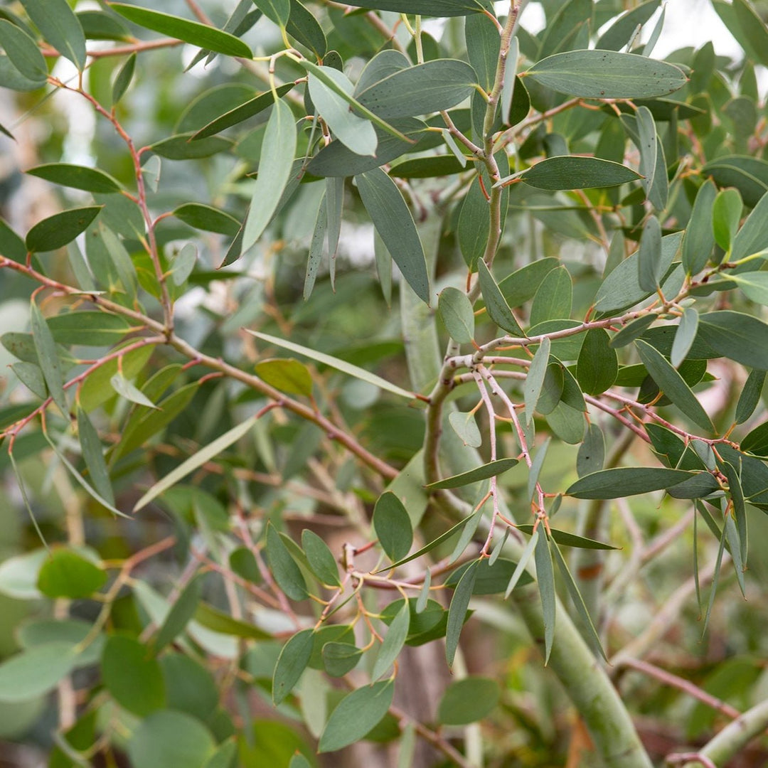 Eucalyptus-parvifolia-Leaf