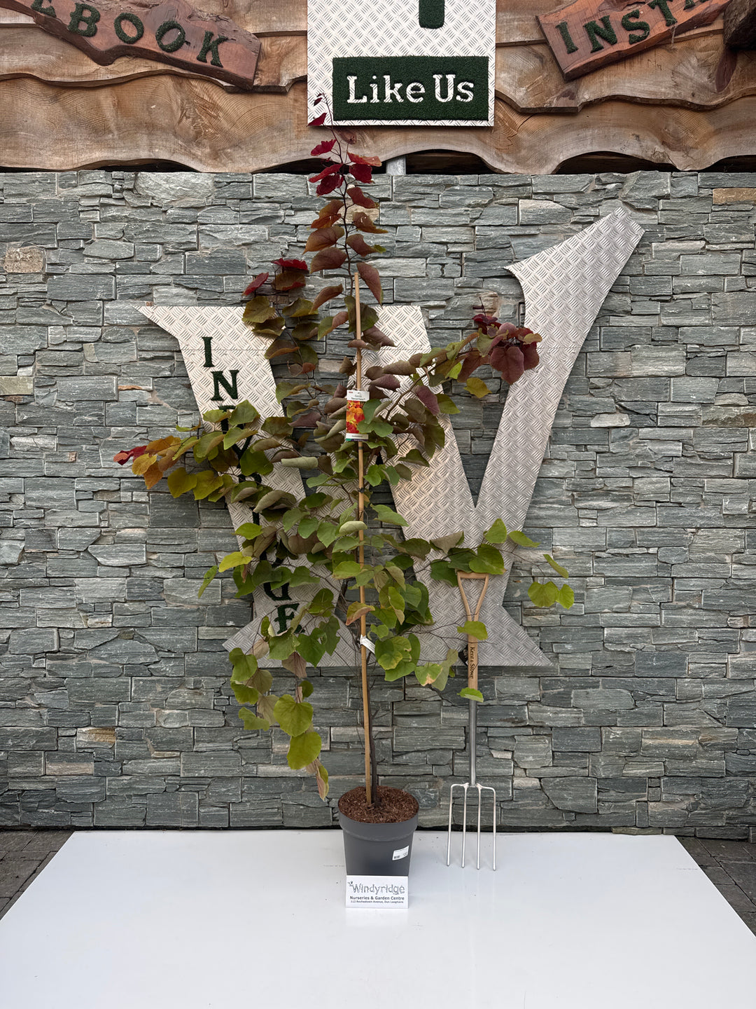 Cercis can. 'Eternal Flame' 175-200 CM C10