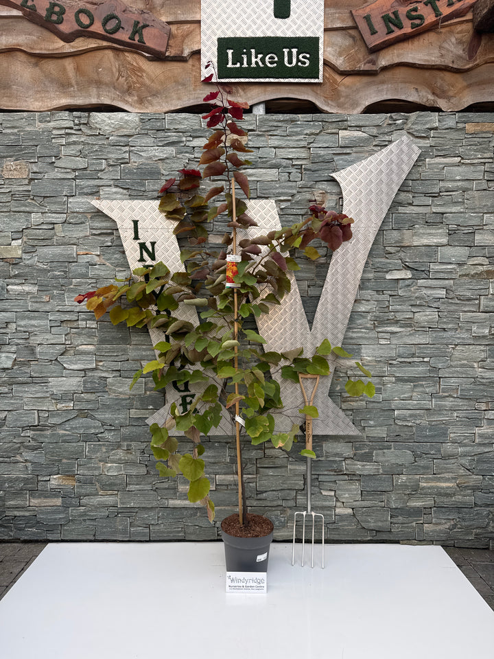 Cercis can. 'Eternal Flame' 175-200 CM C10