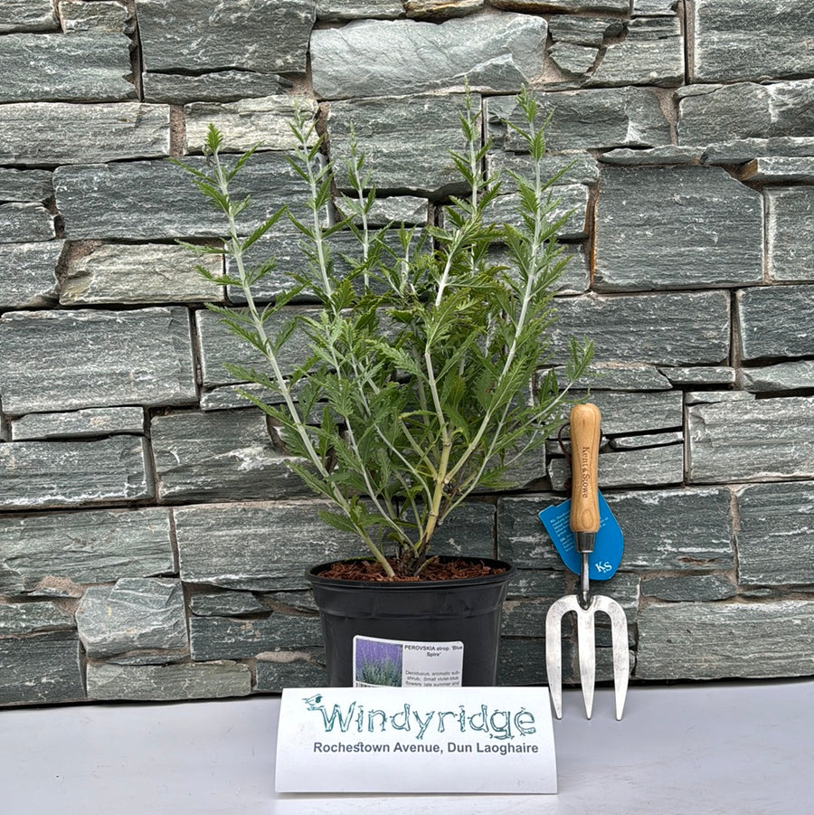 Perovskia Atrop. Blue Spire - Shrubs - Windyridge Garden Centre
