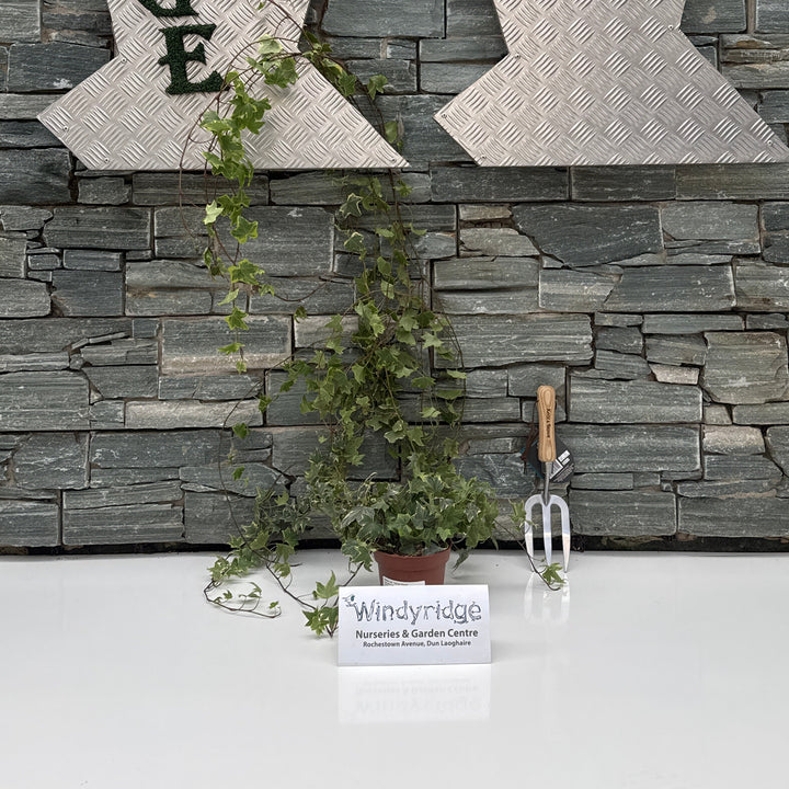 Hedera hel Yellow Ripple  P13 100 cm