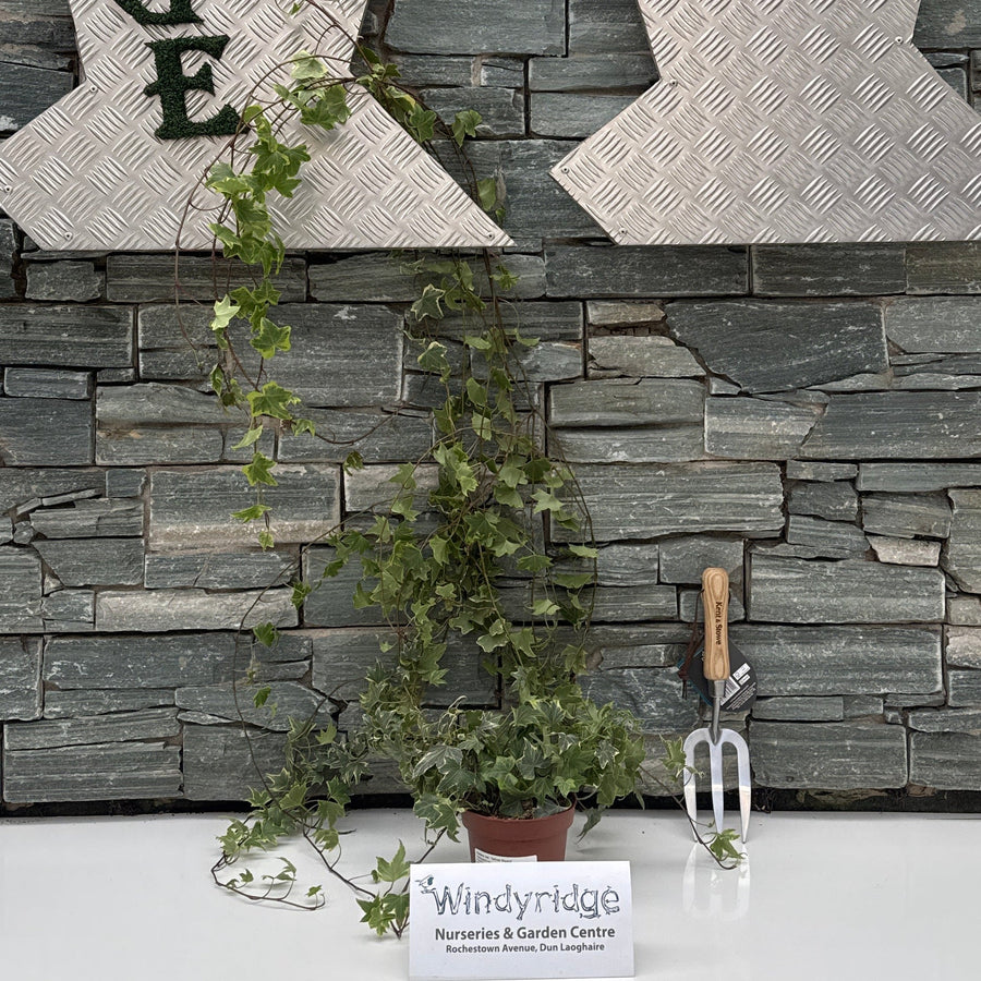 Hedera Hel Yellow Ripple  P13 100 Cm - Climbers - Windyridge Garden Centre
