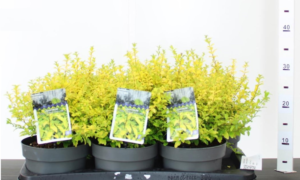 Ligustrum-und.-Lemon-and-Lime-Potted-2