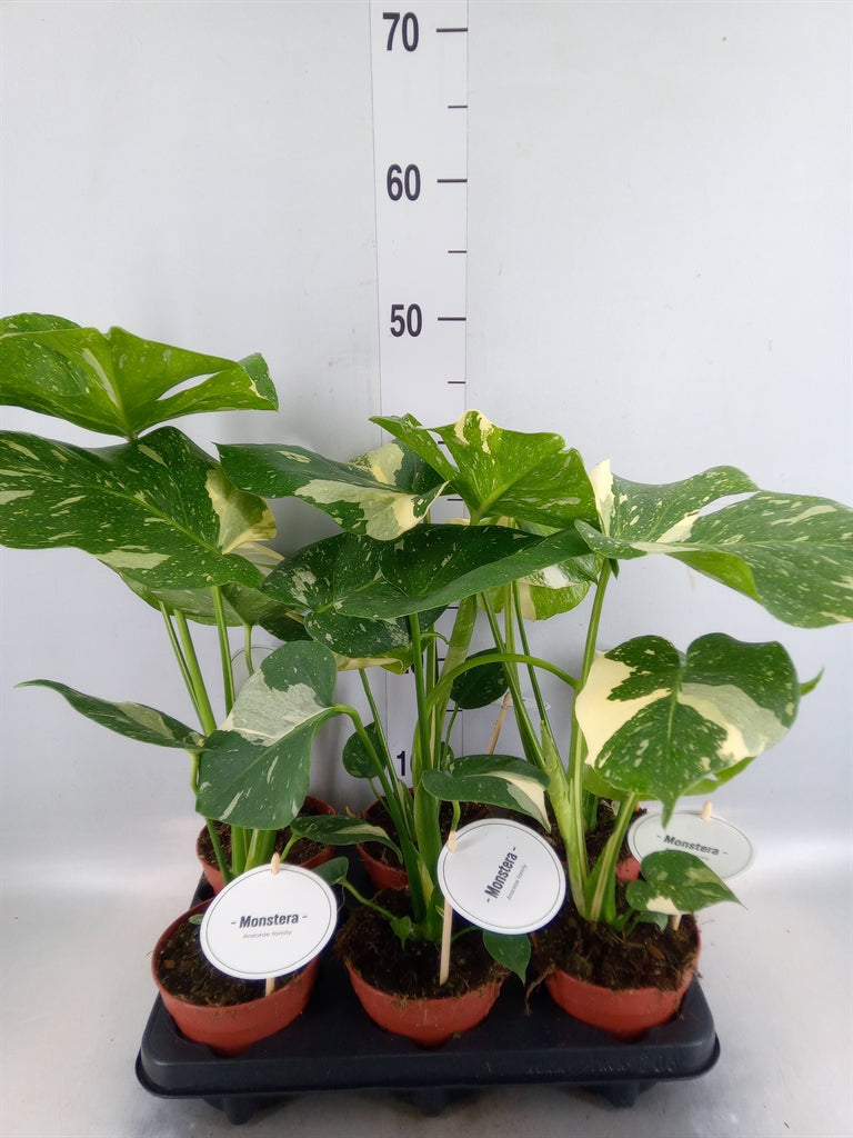 Monstera delicosa - Thai Constellatio - Indoor Plants - Windyridge Garden Centre