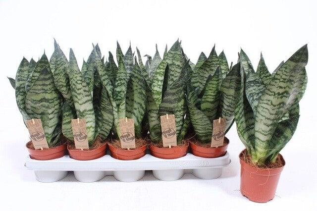 Sansevieria zeylanica Compacta - Indoor Plants - Windyridge Garden Centre