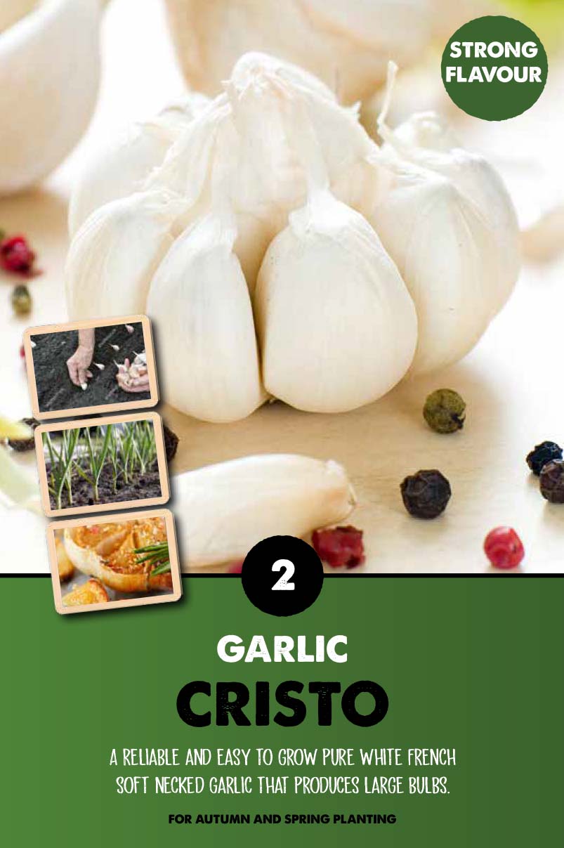 Garlic Cristo 2 - Bulbs - Windyridge Garden Centre