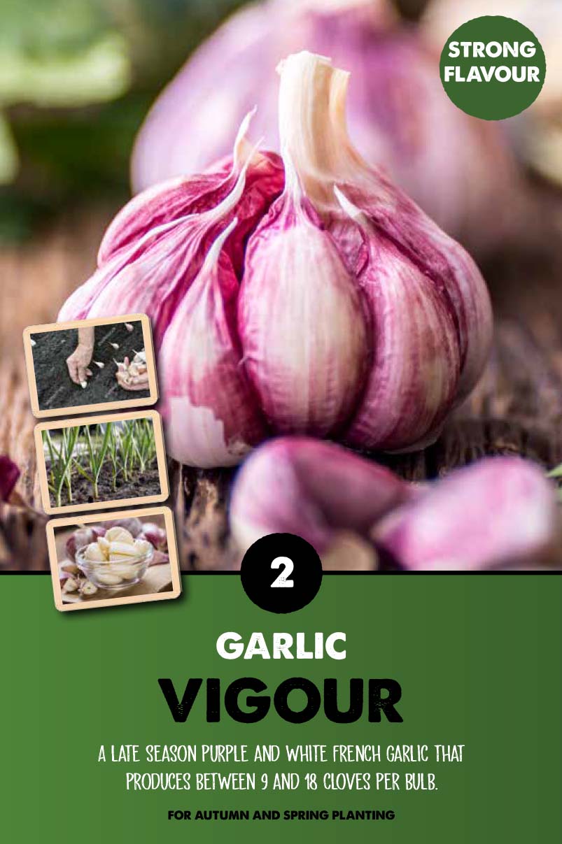 Garlic Vigour 2 - Bulbs - Windyridge Garden Centre