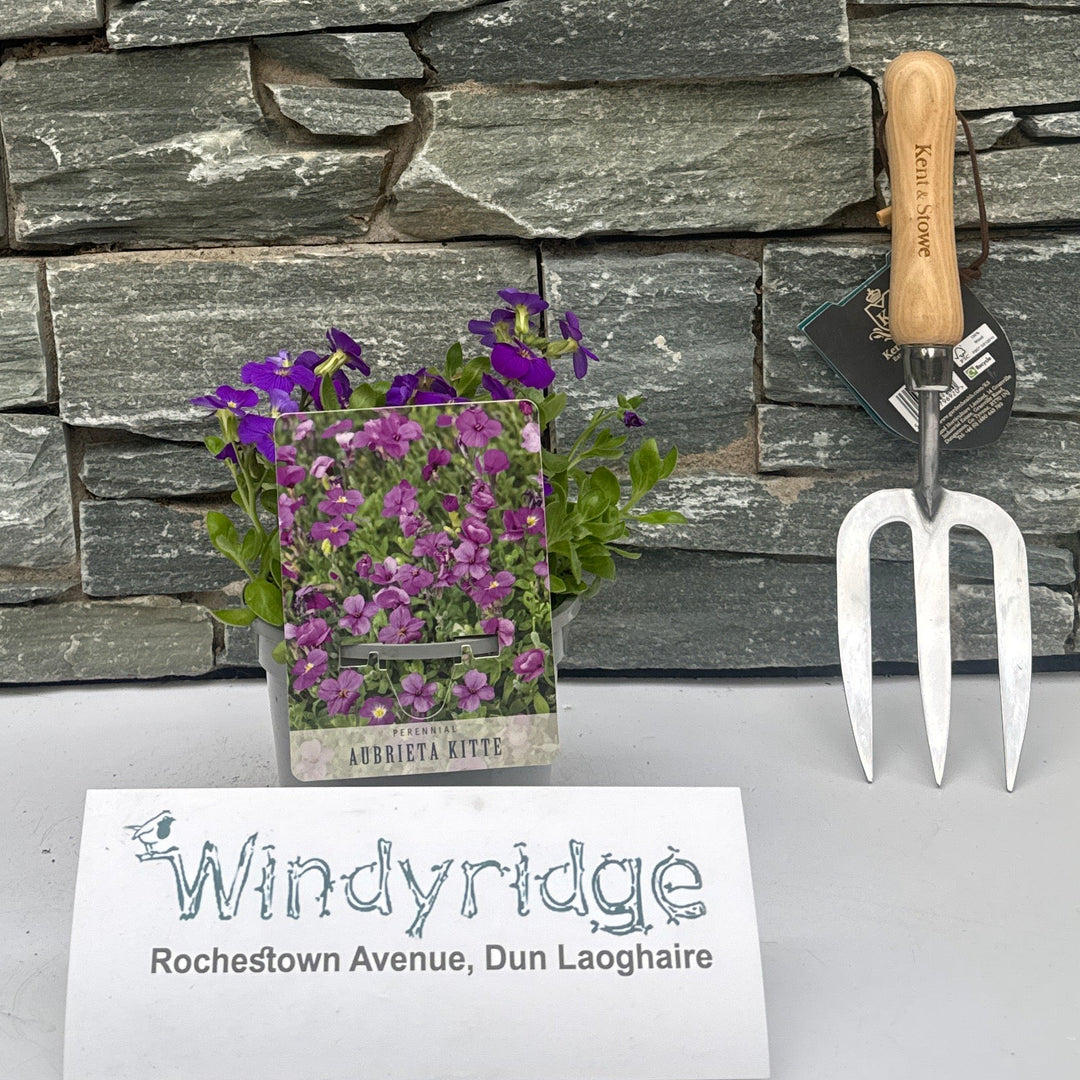 Aubrieta Kitte - Herbaceous - Windyridge Garden Centre