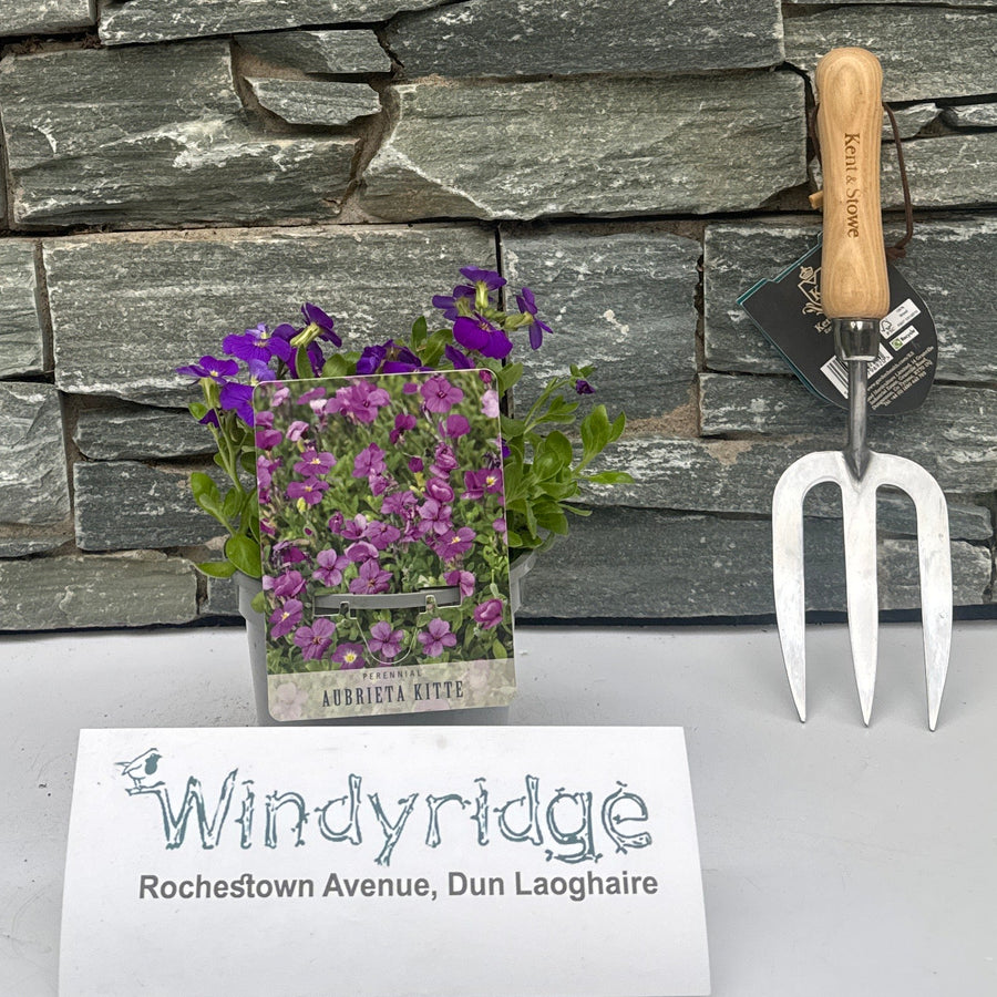 Aubrieta Kitte - Herbaceous - Windyridge Garden Centre
