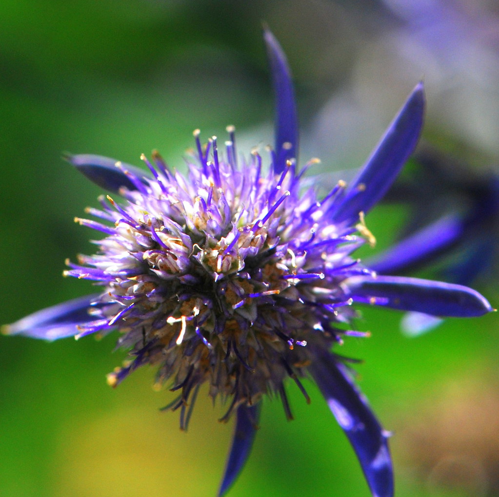 ERYNGIUM Jade Frost