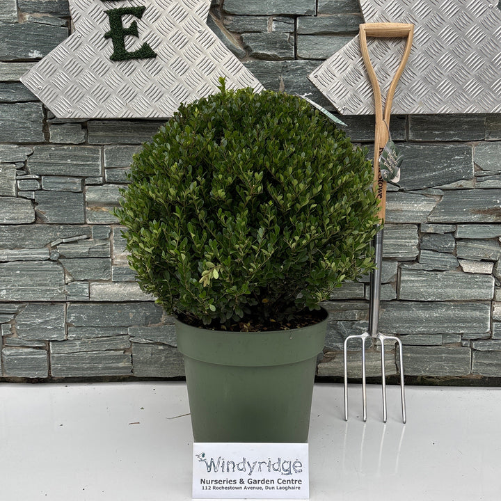 Ilex crenata 'Jenny'® 50 CM BALL C18