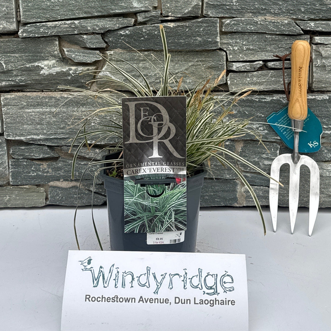 Carex Everest - Herbaceous - Windyridge Garden Centre