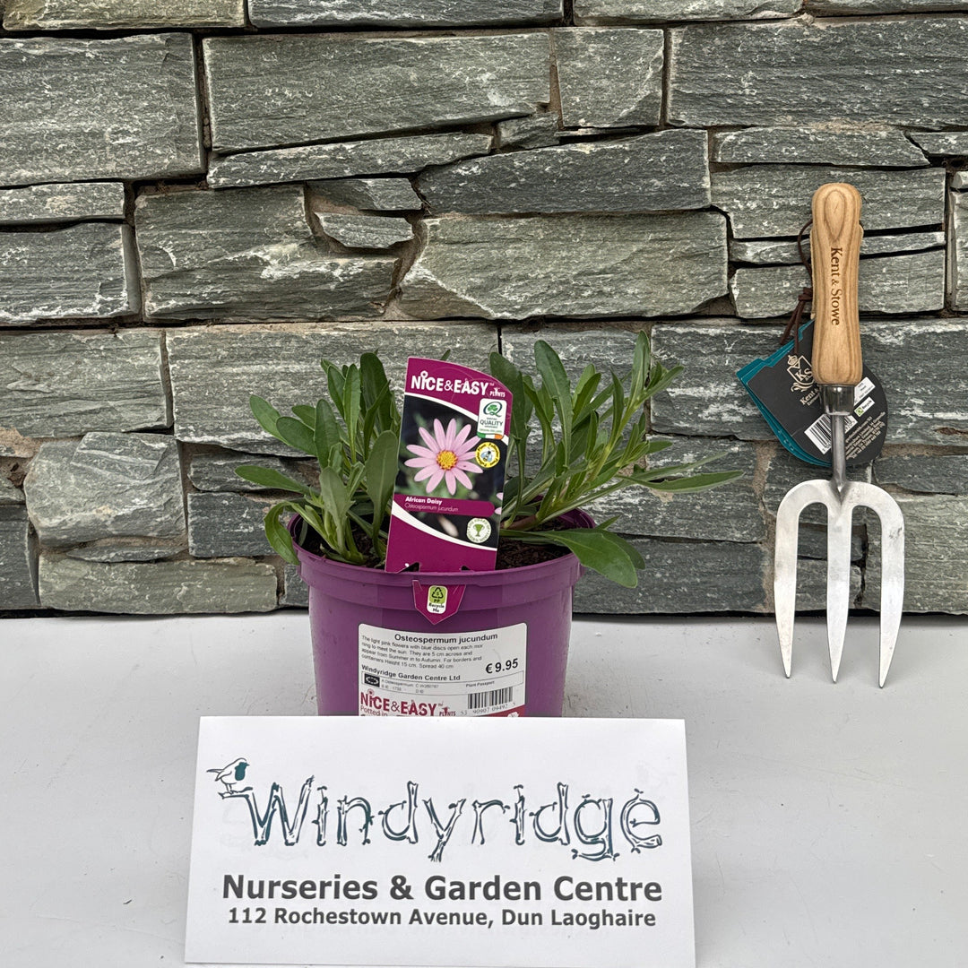 Osteospermum jucundum 2L - Herbaceous - Windyridge Garden Centre