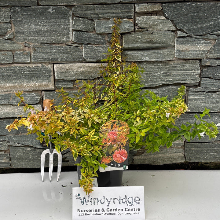 Abelia grand. 'Kaleidoscope' 25-30 CM C3