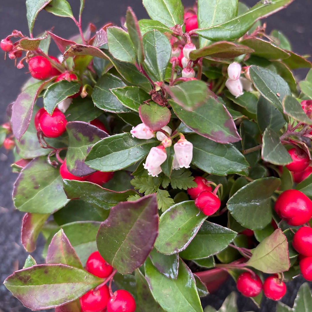 Gaultheria proc. Big Berry