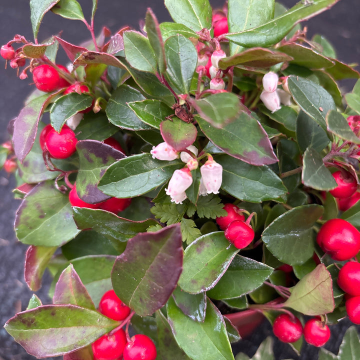 Gaultheria proc. Big Berry