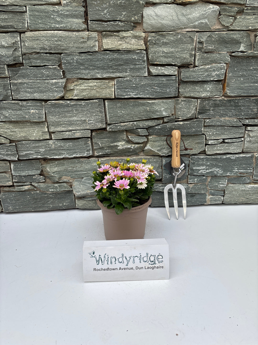 Osteospermum 'Margarita' Lilac P17 - Shrubs - Windyridge Garden Centre