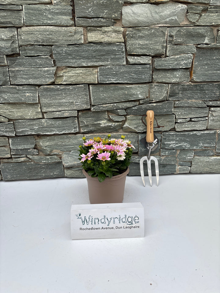 Osteospermum 'Margarita' Lilac P17 - Shrubs - Windyridge Garden Centre